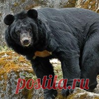 Охота на гималайского медведя в берлогах: Кто продает браконьерскую охоту? Гималайский медведь был включен в Проект новой Красной книги РФ в ноябре 2012 г. В то же время квоты на добычу гималайского медведя в Хабаровском крае за последние три года выросли почти в три раза - с 50 до 134 особей. Кроме того, ряд компаний готов организовать в Хабаровском крае охоту на берлоге в  зимние месяцы (декабрь-февраль), то есть - в сроки, запрещенные  правилами охоты! Реклама охотничьи...