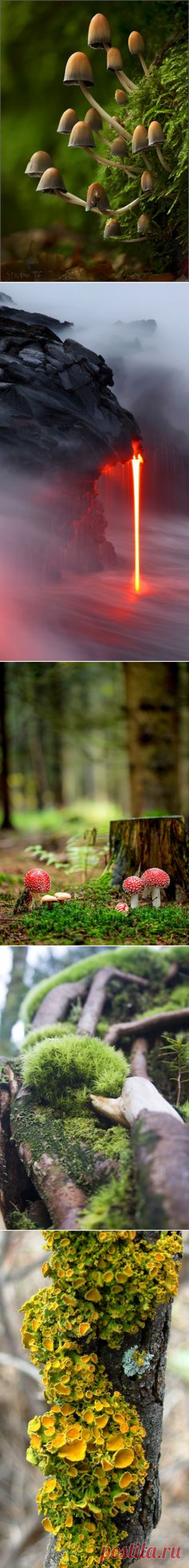 (1194) Woodland Nature Photography Print "Moss Sporangia"