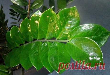 Zamioculcas или "долларовое дерево" - секреты ухода 

источник "ЗОЛУШКА" Домашний уют. Здоровье. Красота
 


Zamioculcas или "долларовое дерево" - секреты уходаДолларовое дерево появилось на прилавках магазинов совсем недавно. Еще несколько лет назад о…