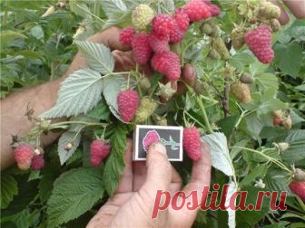 Зачем малине горчица. Секретный раствор для малины