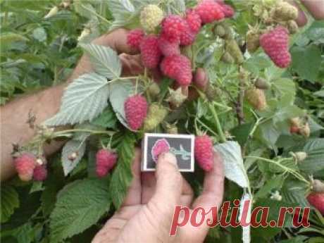 Зачем малине горчица. Секретный раствор для малины
