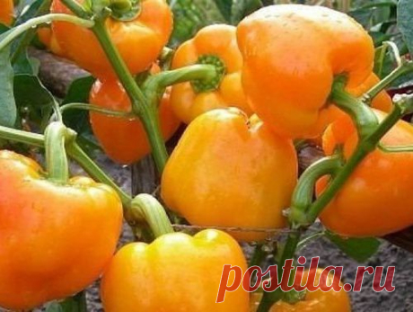 СОВЕТЫ БЫВАЛЫХ ОГОРОДНИКОВ ПО ВЫРАЩИВАНИЮ ПЕРЦА