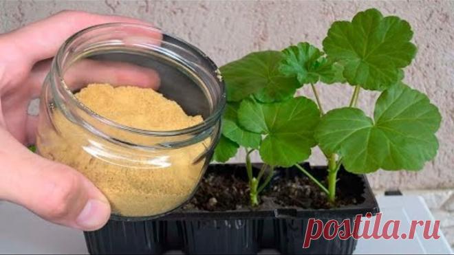 У Герани листья станут Зелеными. Вот простое средство для Пеларгонии!