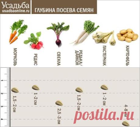 Усадьба | Огородник : Секреты успешного выращивания рассады овощей