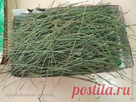 Сосновые иголки от боли в сердце.