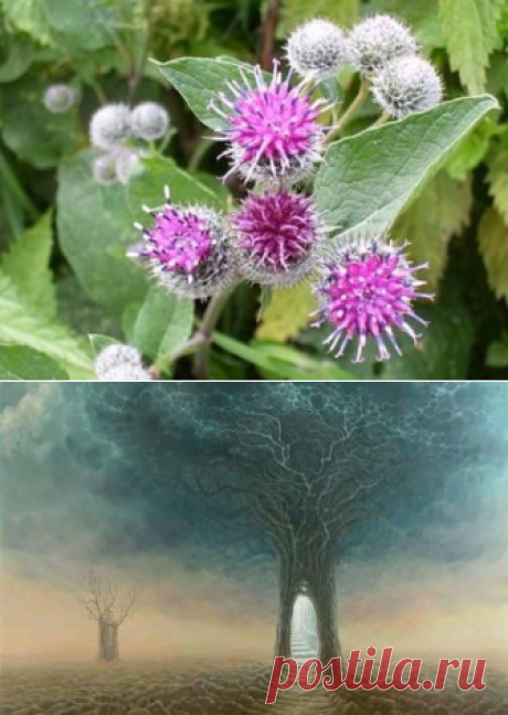 Лопух – это российский женьшень, чудо-корень, запасы которого не ограничены
Используется как пищевое растение и для лечения рахита, при аллергиях, диатезах, почечнокаменной болезни, подагре, сахарном диабете, холецистите, гепатите, запорах, геморрое, экземе, псориазе, артритах, облысении, фурункулах, сыпях; лихорадках, мастопатиях, задержке месячных, в онкологии. Лопух – это российский женьшень,...
Читай дальше на сайте. Жми подробнее ➡