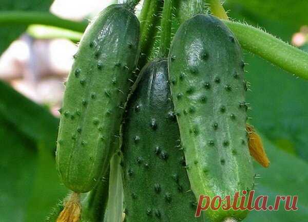 Сорта огурцов, которые обладают теневыносливостью и холодостойкостью | Записки огородницы | Яндекс Дзен