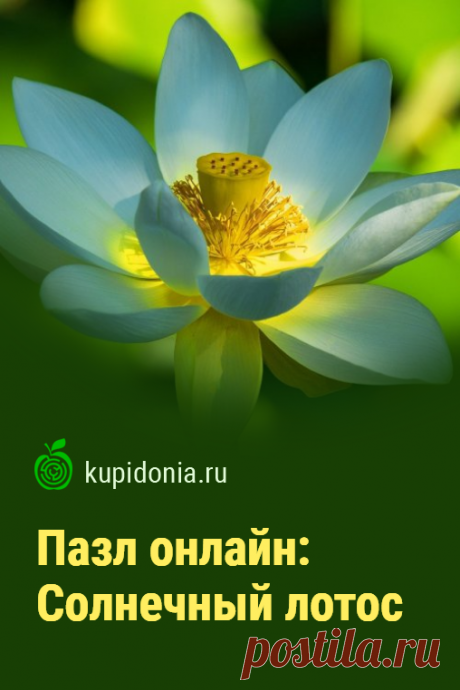 Пазл онлайн: Солнечный лотос. Красивый пазл онлайн с лотосом. Собирайте пазлы с цветами на сайте!