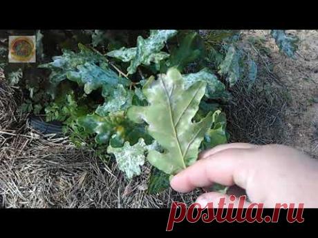 Дубок заболел? SOS!