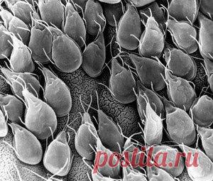 Для нас хрен — приправа, а для лямблий — отрава