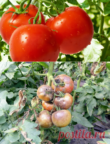 Фитофтора на томатах: расскажем, что следует делать