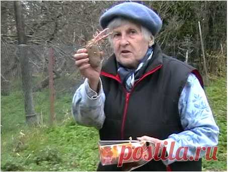 Огород без хлопот