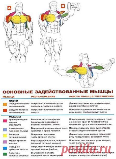 Особенности накачки плеч: упражнения и практические советы / Спорт Сильных!