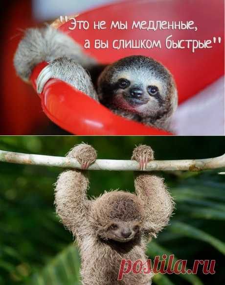 Мудрости пост от ленивцев