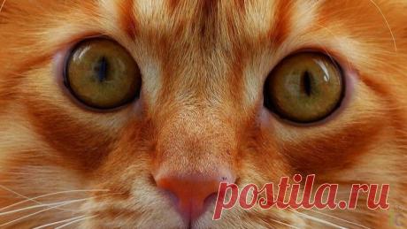 Глаза кошки (36 фото)