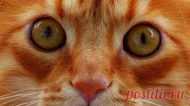 Глаза кошки (36 фото)