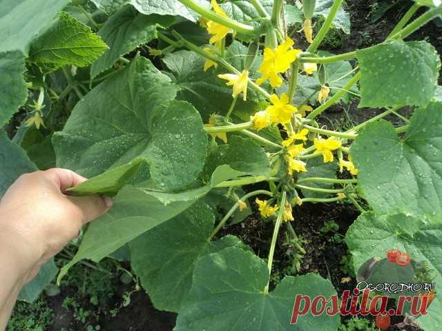 ДРОЖЖЕВЫЕ ПОДКОРМКИ ДЛЯ ВСЕХ ОВОЩНЫХ КУЛЬТУР 
 
Дрожжевые подкормки полезны для всех овощных культур, земляники, цветов. Отлично зарекомендовало себя применение дрожжевого раствора и в качестве внекорневой подкормки 
 
рецепты приготовления дрожжевых подкормок 
Рецепт 1 
 
200 г обычных пекарских дрoжжей развести в 1 л воды. Перед подкормкой объём раствора довести до 10 литров. 
 
Рецепт 2 
 
100 г «сырых» дрoжжей размешать в 10 л тёплой воды, оставить на сутки. 
 
Рецепт ...