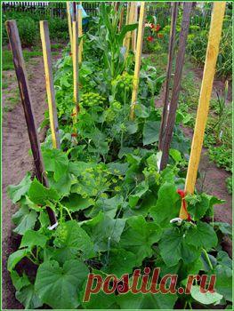 Советы по выращиванию огурцов для закрытого и открытого грунта