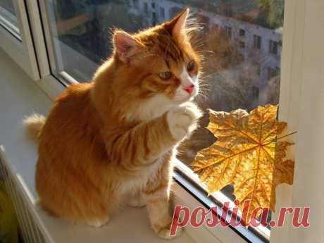 Осень рассылает телеграммы. | НАШ ГОРОДОК