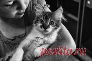 Питание кошек: главные можно и нельзя  » Felix » Планета детства