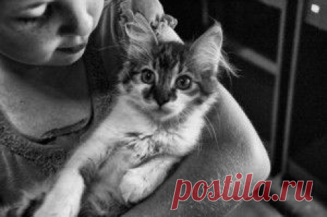 Питание кошек: главные можно и нельзя  » Felix » Планета детства