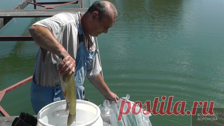 Белый амур. Как растёт и чем питается в прудах | Хозяйство Воронова | Яндекс Дзен