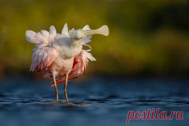 Победители фотоконкурса Bird Photographer of the Year 2018 | Фотоискусство
