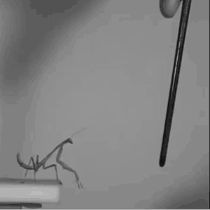 More gif :