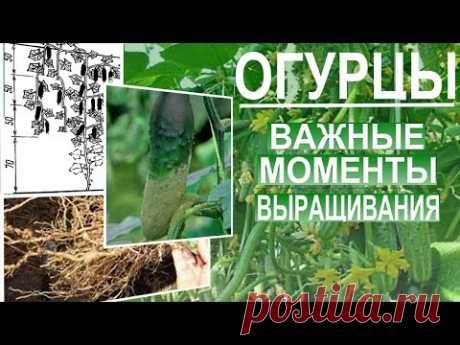 Что  обязательно нужно знать при выращивание огурцов. Огурцы Посадка и уход