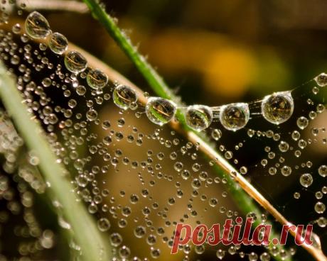 Утренние бусинки | National Geographic Россия