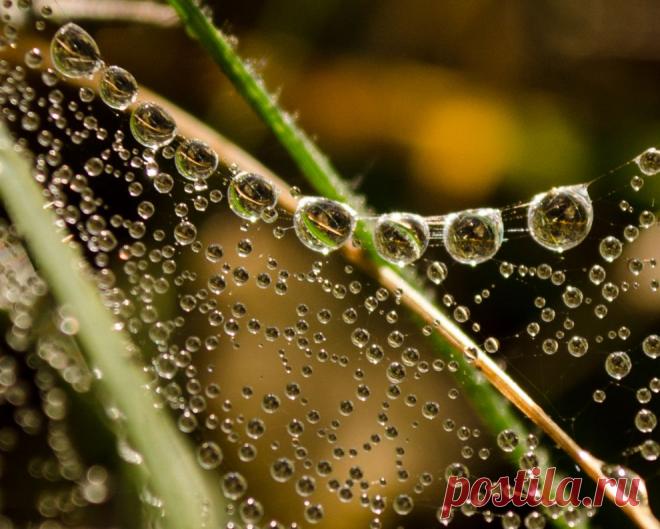 Утренние бусинки | National Geographic Россия