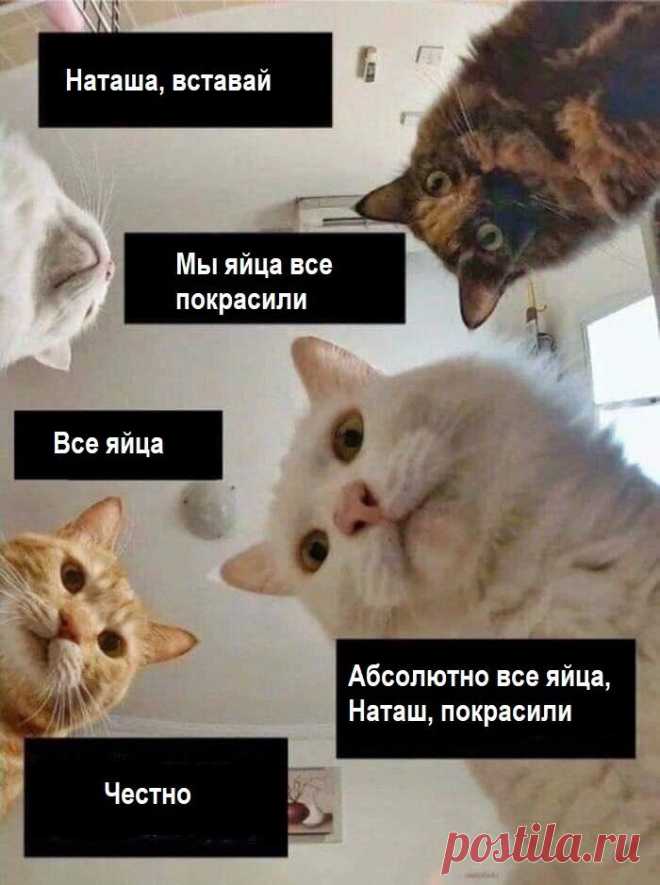 Наташ, ты спишь?: подборка мемов с котиками Наташи, которые
