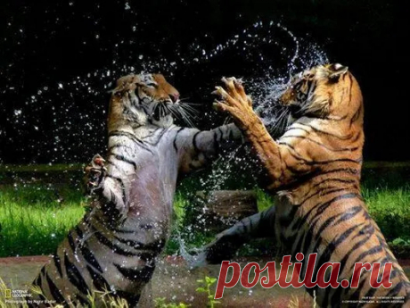Animals - Google+