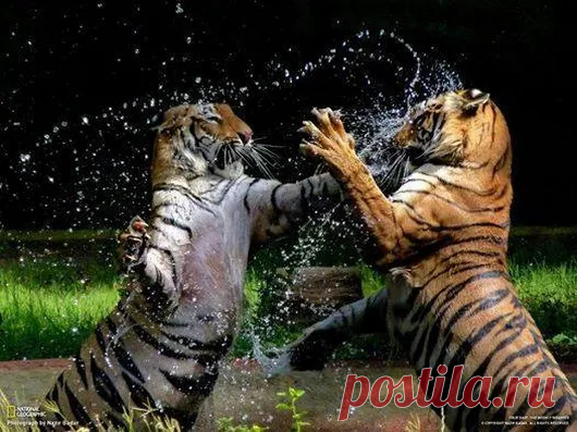 Animals - Google+