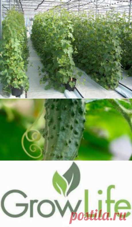 Известно, что выращивание овощей в теплицах старого типа (в т.ч. в Антраците. М.Г.) имеет свои ограничения. В них значительно труднее обеспечить растениям оптимальную температуру, как зимой, так и летом, однако во многих хозяйствах эти теплицы по-прежнему используются. В том числе в хозяйстве площадью 12 га, входящем в группу производителей “ Gospodarstwo Ogrodnicze T.Mularski” , под управлением Матеуша Мулярского (брата широко известного Марчина Мулярского и сына основателя клана Мулярских Таде