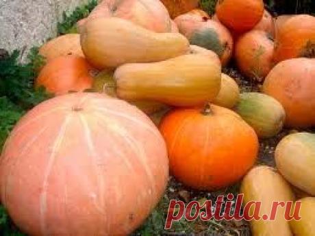 Полезные свойства тыквы