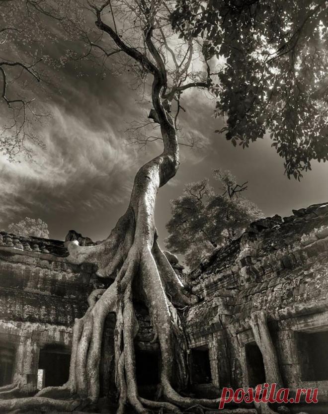 Женщина посвятила жизнь фотографированию самых старых деревьев в мире