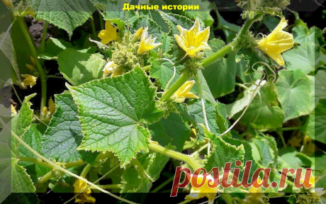 Самые важные моменты в уходе за огурцами, которые точно нельзя игнорировать | Дачные истории | Яндекс Дзен