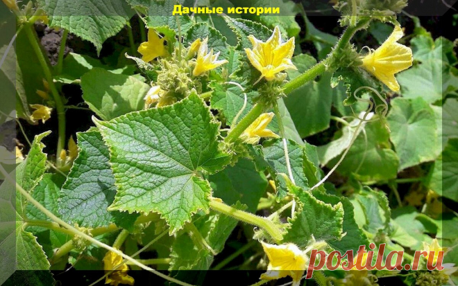 Самые важные моменты в уходе за огурцами, которые точно нельзя игнорировать | Дачные истории | Яндекс Дзен