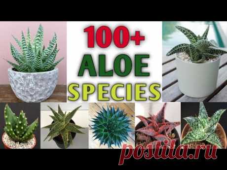 100+ ALOE Species | Best Aloe Plant Varieties with Identification | Aloe types | Plant and Planting
