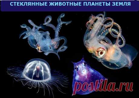 Стеклянные животные планеты Земля - 25 видов животных-призраков &amp;raquo; Женский Мир