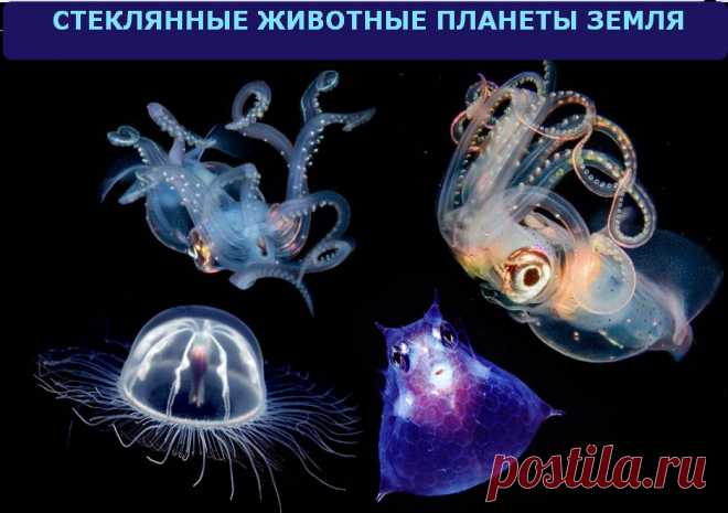 Стеклянные животные планеты Земля - 25 видов животных-призраков &raquo; Женский Мир
