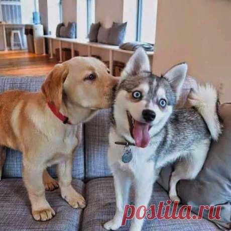 Сладкие поцелуи, которые растопят даже самое холодное сердце Щенки – это создания, наполненные любовью и нежностью! Их необъятная симпатия распространяется на весь мир. Они дарят свои «шерстяные» поцелуи непрестанно. Хозяева, собратья, знакомые и совершенно нез...