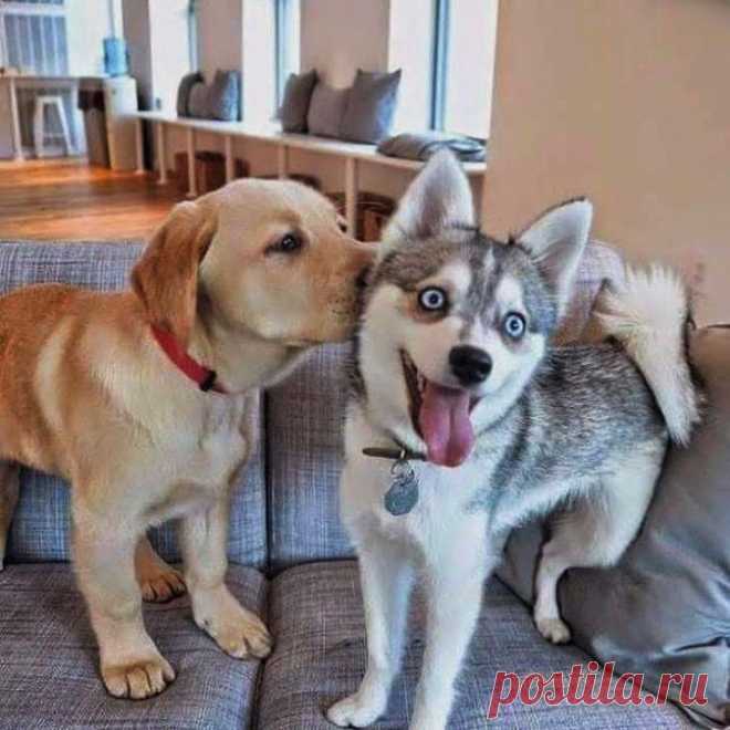 Сладкие поцелуи, которые растопят даже самое холодное сердце Щенки – это создания, наполненные любовью и нежностью! Их необъятная симпатия распространяется на весь мир. Они дарят свои «шерстяные» поцелуи непрестанно. Хозяева, собратья, знакомые и совершенно нез...