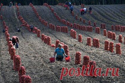 Лукашенко призвал мобилизовать всех для уборки картофеля. Президент Белоруссии Александр Лукашенко призвал мобилизовать всех для качественного завершения уборочной кампании картофеля, льна и других культур. По его мнению, к уборке урожая нужно привлекать не только работников агропромышленных предприятий, но и учащихся, «поэтому мобилизовывайте студентов, (..) прочих людей».