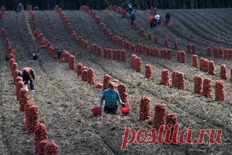Лукашенко призвал мобилизовать всех для уборки картофеля. Президент Белоруссии Александр Лукашенко призвал мобилизовать всех для качественного завершения уборочной кампании картофеля, льна и других культур. По его мнению, к уборке урожая нужно привлекать не только работников агропромышленных предприятий, но и учащихся, «поэтому мобилизовывайте студентов, (..) прочих людей».