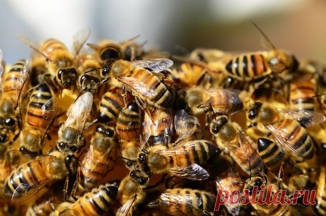 Опасные насекомые… или что делать после укусов пчел и слепней? | Всегда в форме!