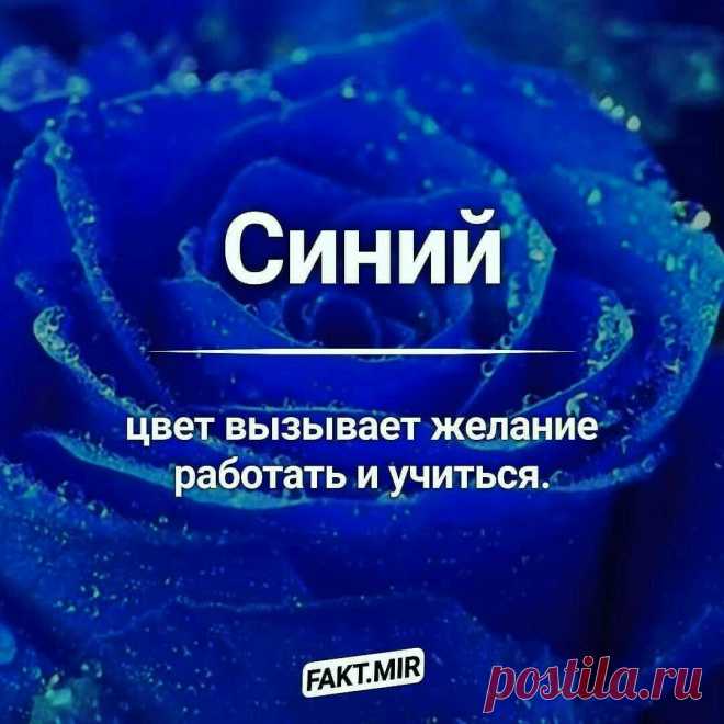 Яндекс Картинки: поиск похожих изображений