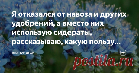 Я отказался от навоза и других удобрений, а вместо них использую сидераты, рассказываю, какую пользу даст каждый вид. Добра и здоровья. Я продолжаю рассказывать про сидераты. В этот раз я наконец-то расскажу какую пользу даст каждый вид.  Как я уже писал, сидератов насчитывается больше 300 видов, так что я буду писать обобщенно, чтобы обхватить всё. Если что, первая часть тут.
Крестоцветные:
Горчица(белая, сизая), редька, сурепка, яровой рапс.
Именно эти растения заменят в...