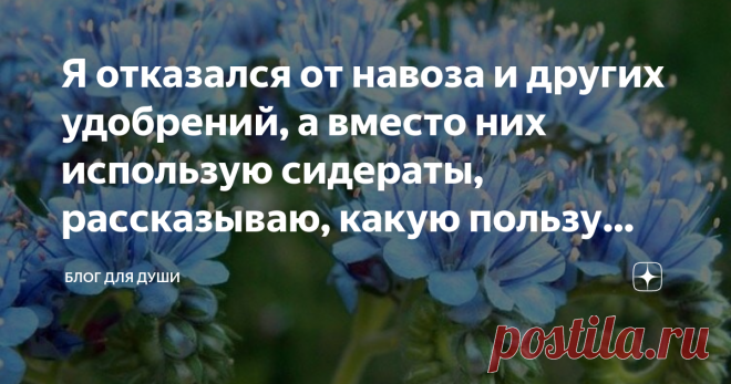 Я отказался от навоза и других удобрений, а вместо них использую сидераты, рассказываю, какую пользу даст каждый вид. Добра и здоровья. Я продолжаю рассказывать про сидераты. В этот раз я наконец-то расскажу какую пользу даст каждый вид.  Как я уже писал, сидератов насчитывается больше 300 видов, так что я буду писать обобщенно, чтобы обхватить всё. Если что, первая часть тут.
Крестоцветные:
Горчица(белая, сизая), редька, сурепка, яровой рапс.
Именно эти растения заменят в...